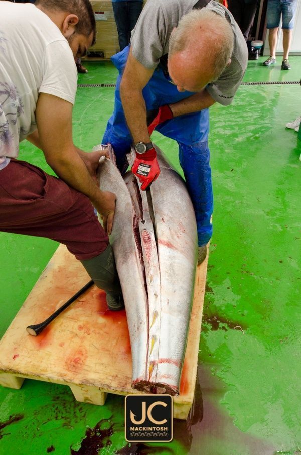 Ronqueo Atu n Rojo